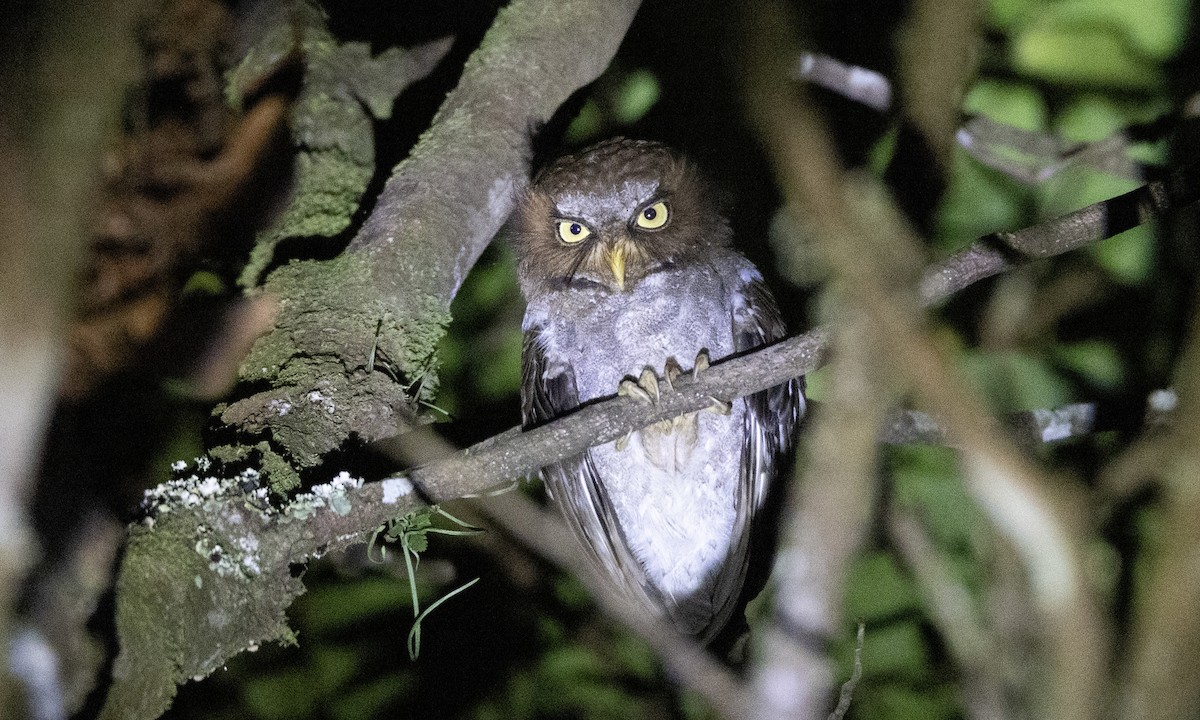 Flores Scops-Owl - ML622766147