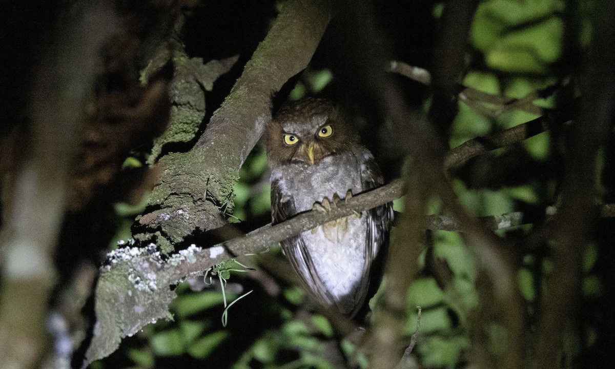 Flores Scops-Owl - ML622766148