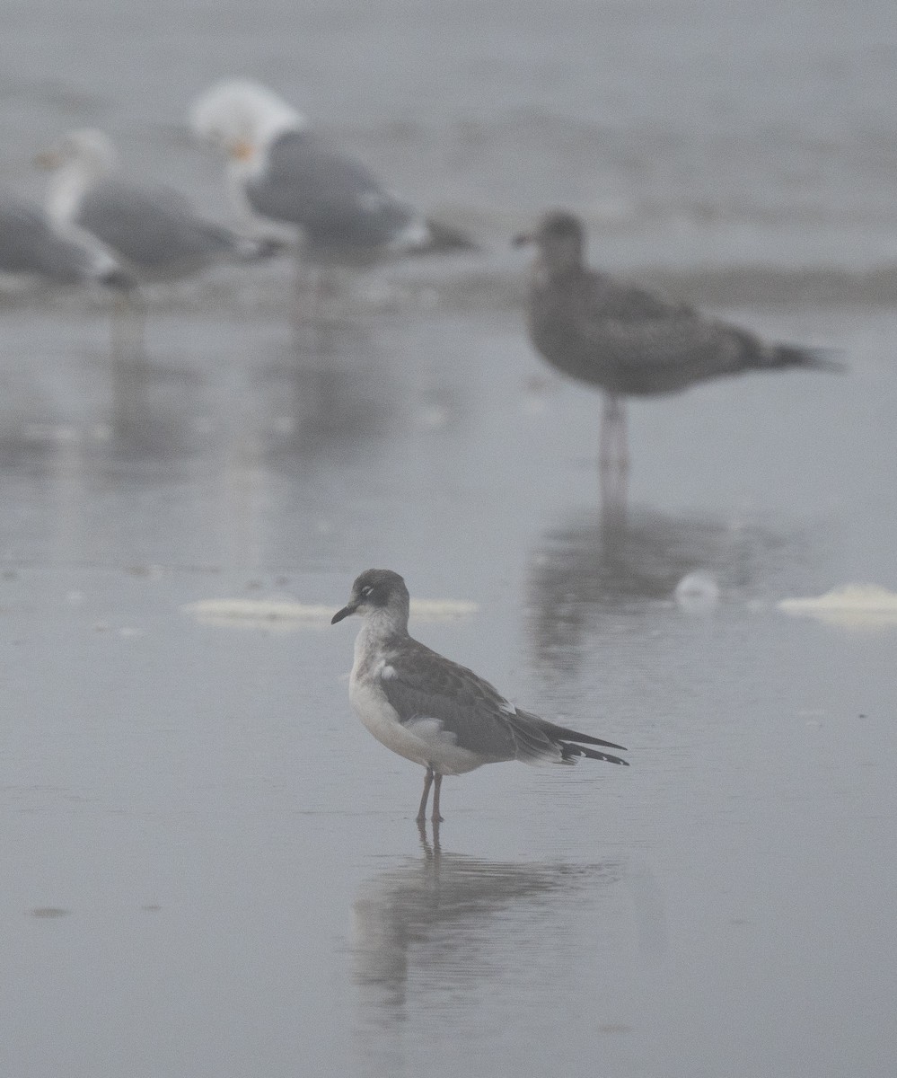 racek vnitrozemský - ML622766151