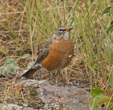 American Robin - ML622766161