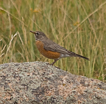 American Robin - ML622766175