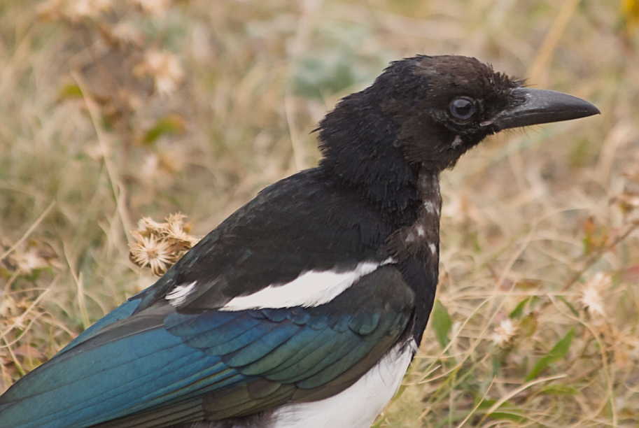 Black-billed Magpie - ML622766190