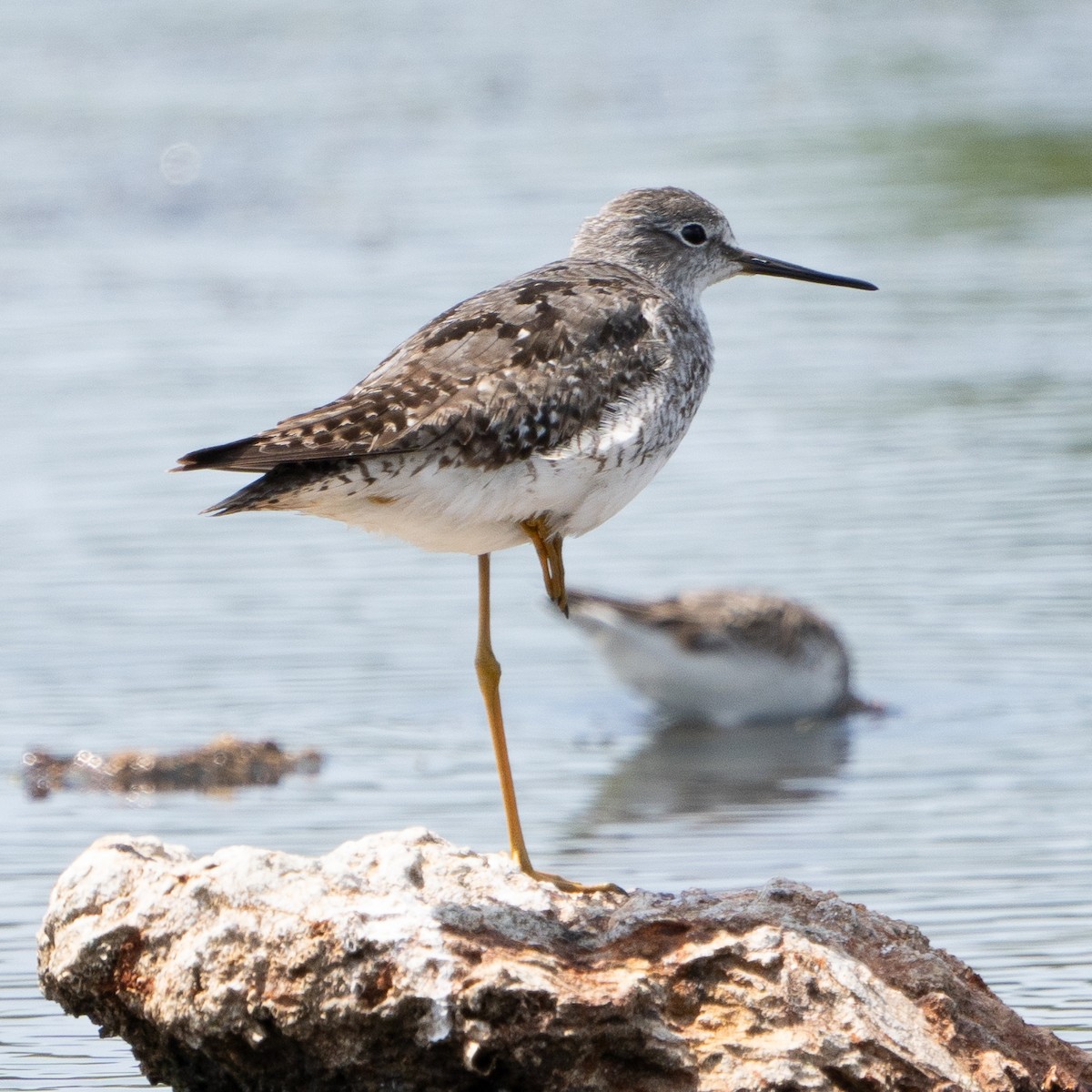 Greater Yellowlegs - ML622766192