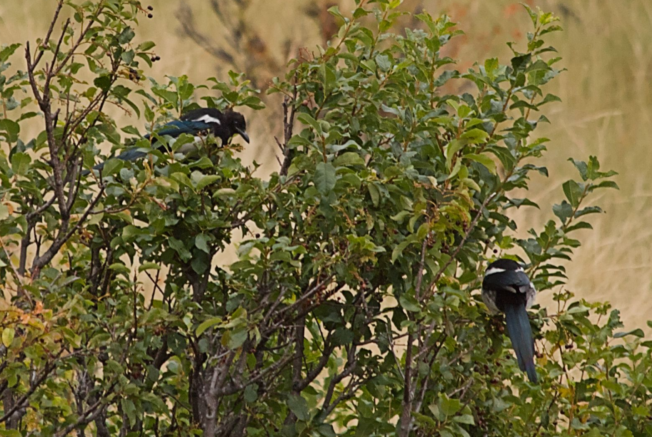 Black-billed Magpie - ML622766199