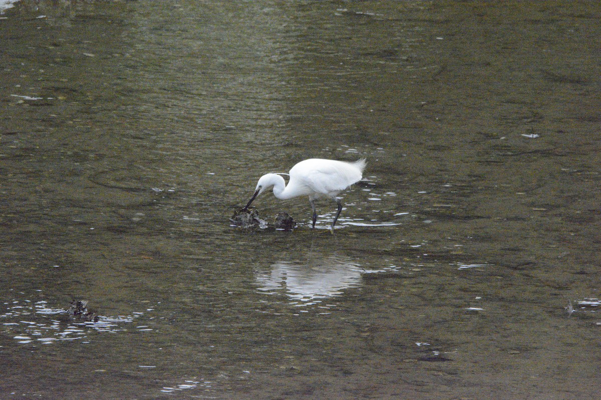 Little Egret - Jon Uña