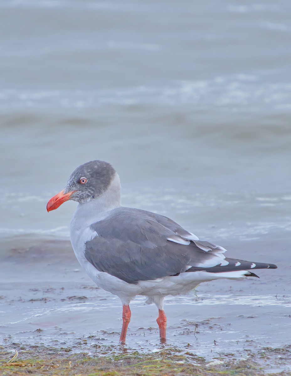 Dolphin Gull - ML622766300