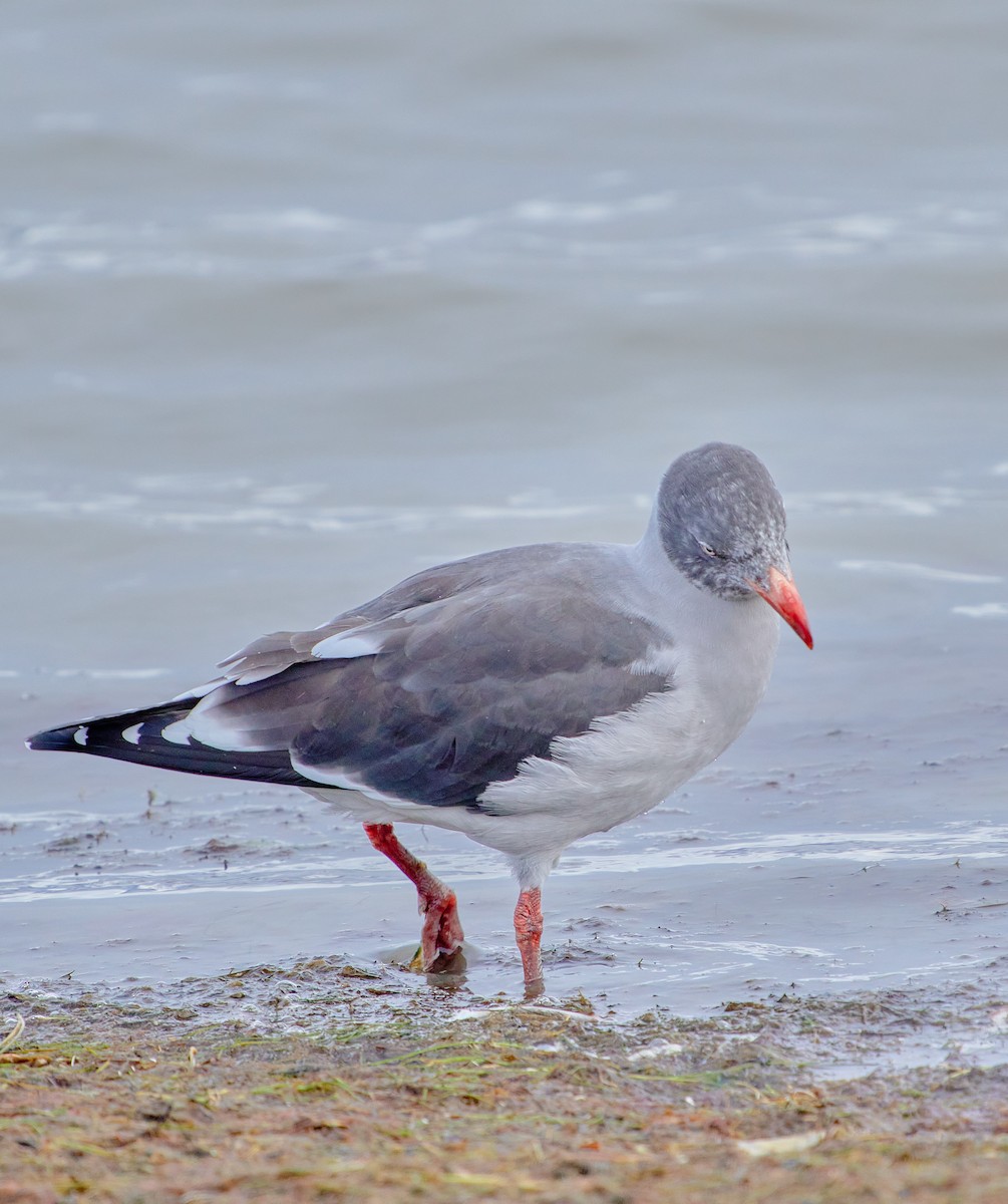 Dolphin Gull - ML622766301