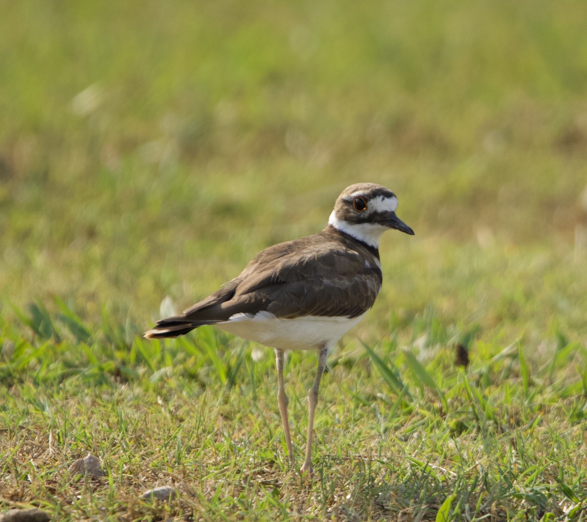 Killdeer - ML622766307