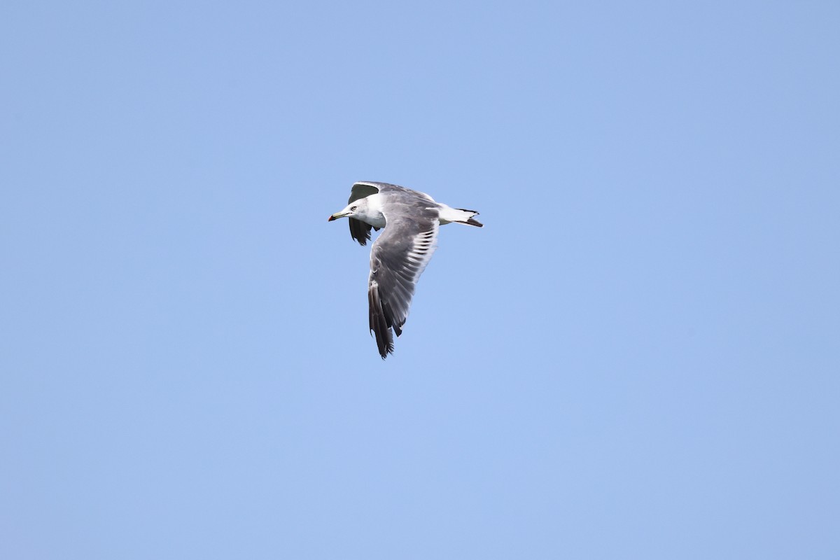 Black-tailed Gull - ML622766320