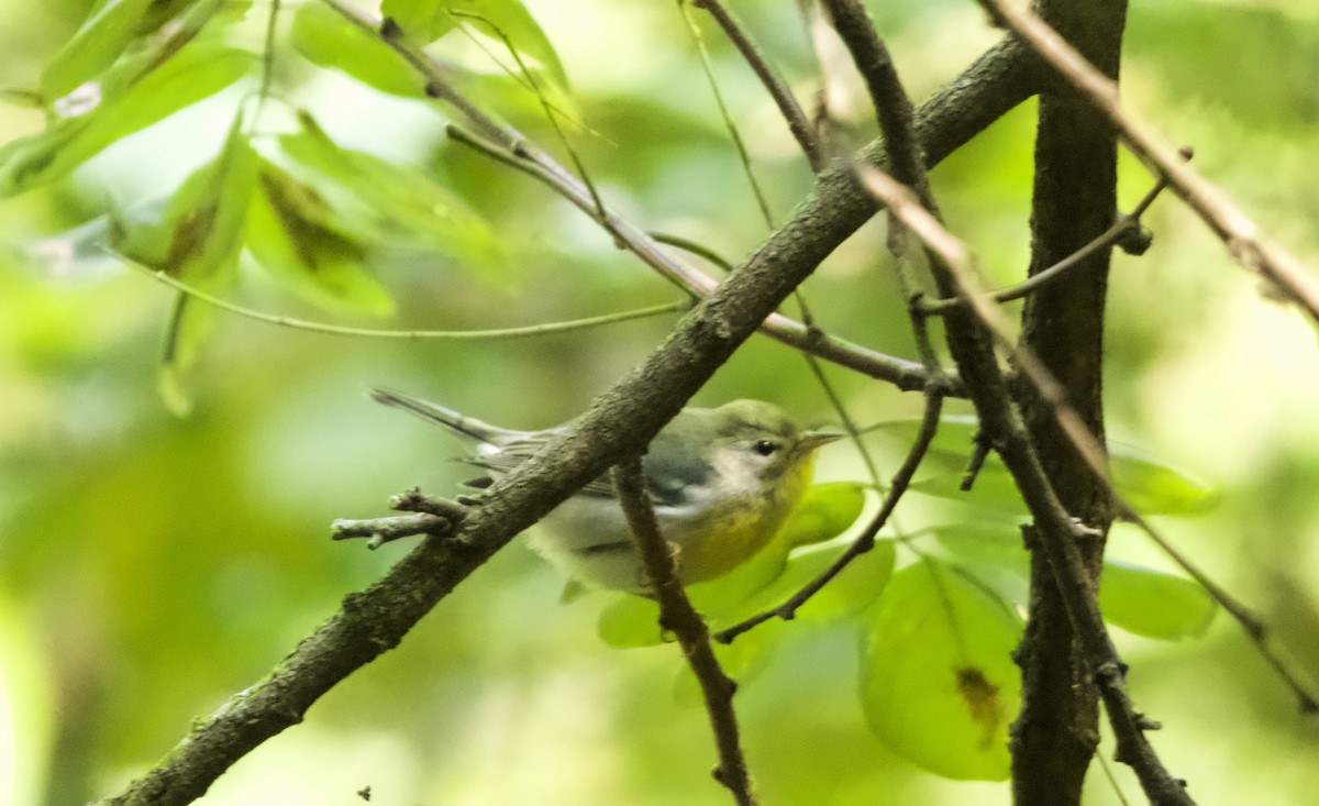 Northern Parula - ML622766322