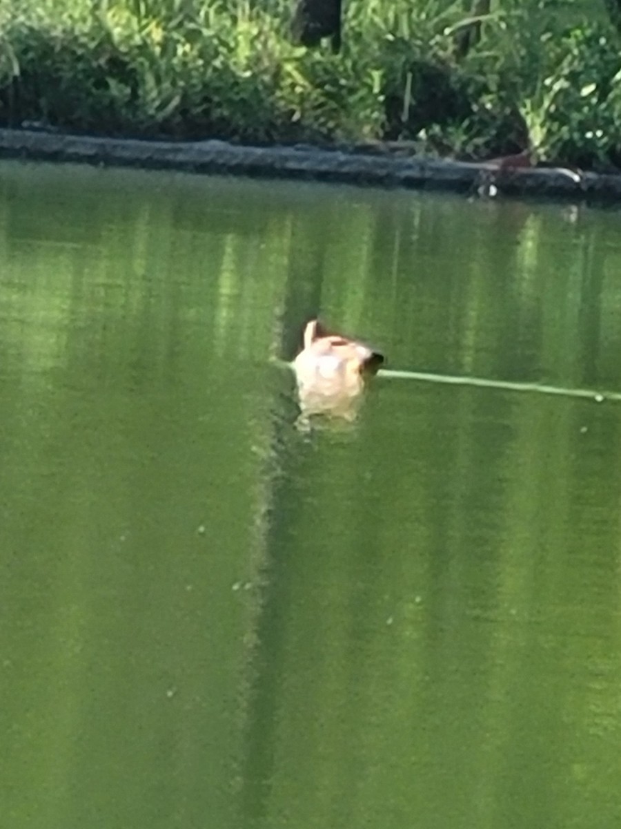 Egyptian Goose - ML622766400