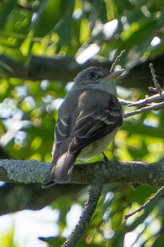 new world flycatcher sp. - ML622766447