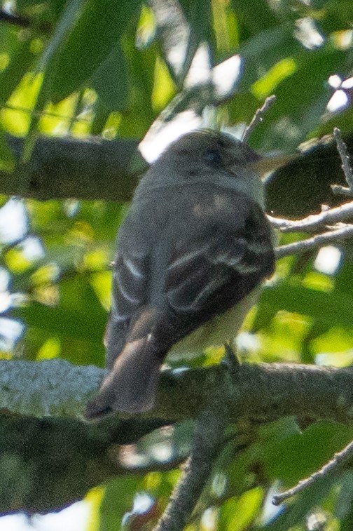 new world flycatcher sp. - ML622766448