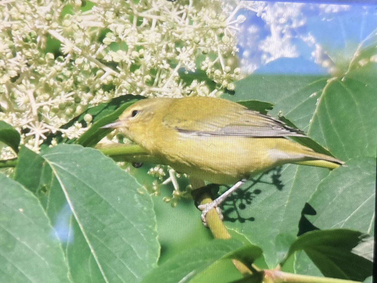 Tennessee Warbler - Bill Reaume