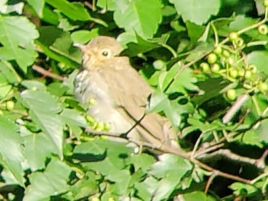 Swainson's Thrush - ML622766501