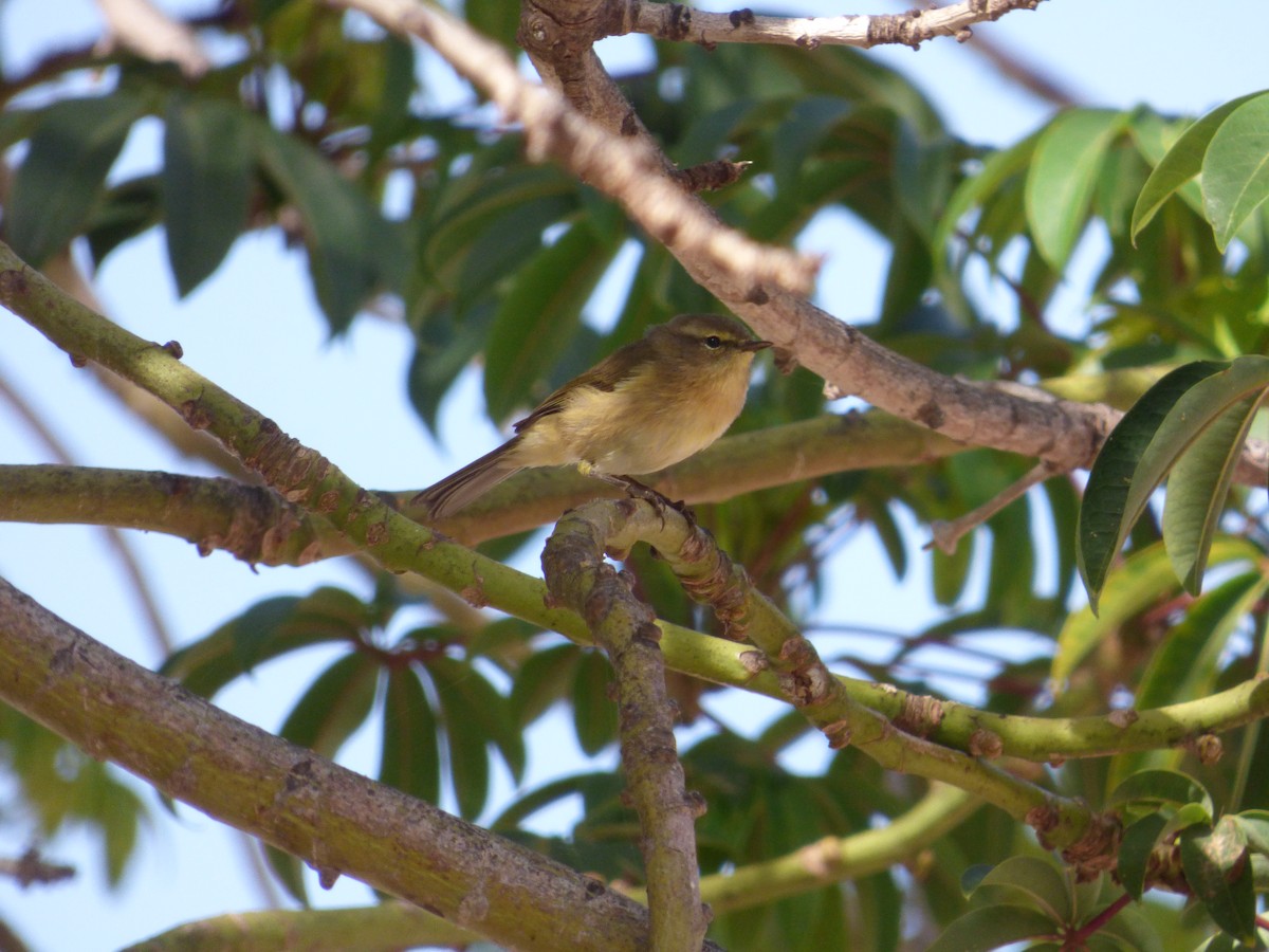 Canary Islands Chiffchaff - Adrián Pina Hidalgo