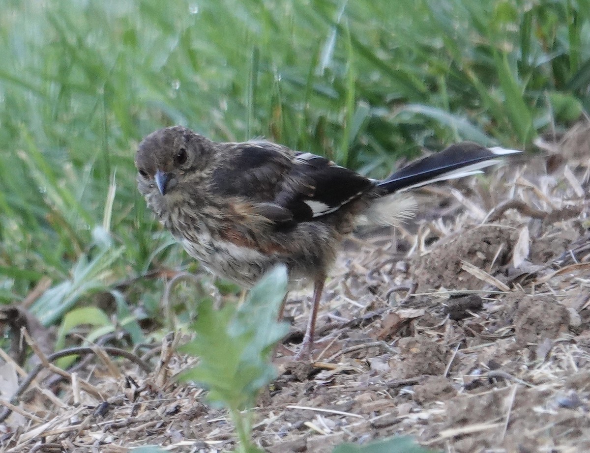 Eastern Towhee - Linda Christenson