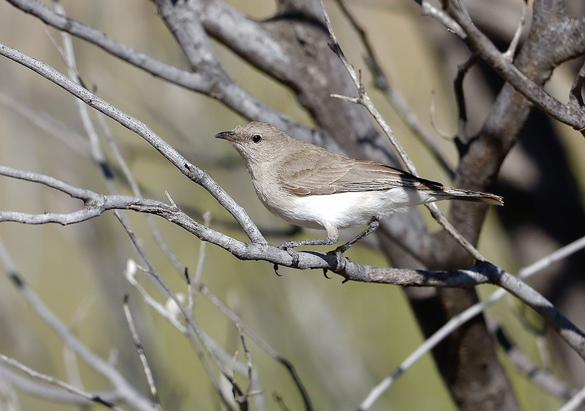 Gray Honeyeater - ML622766515