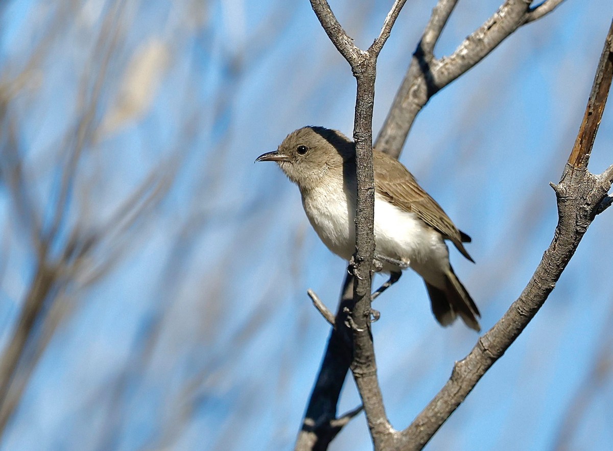 Gray Honeyeater - ML622766517