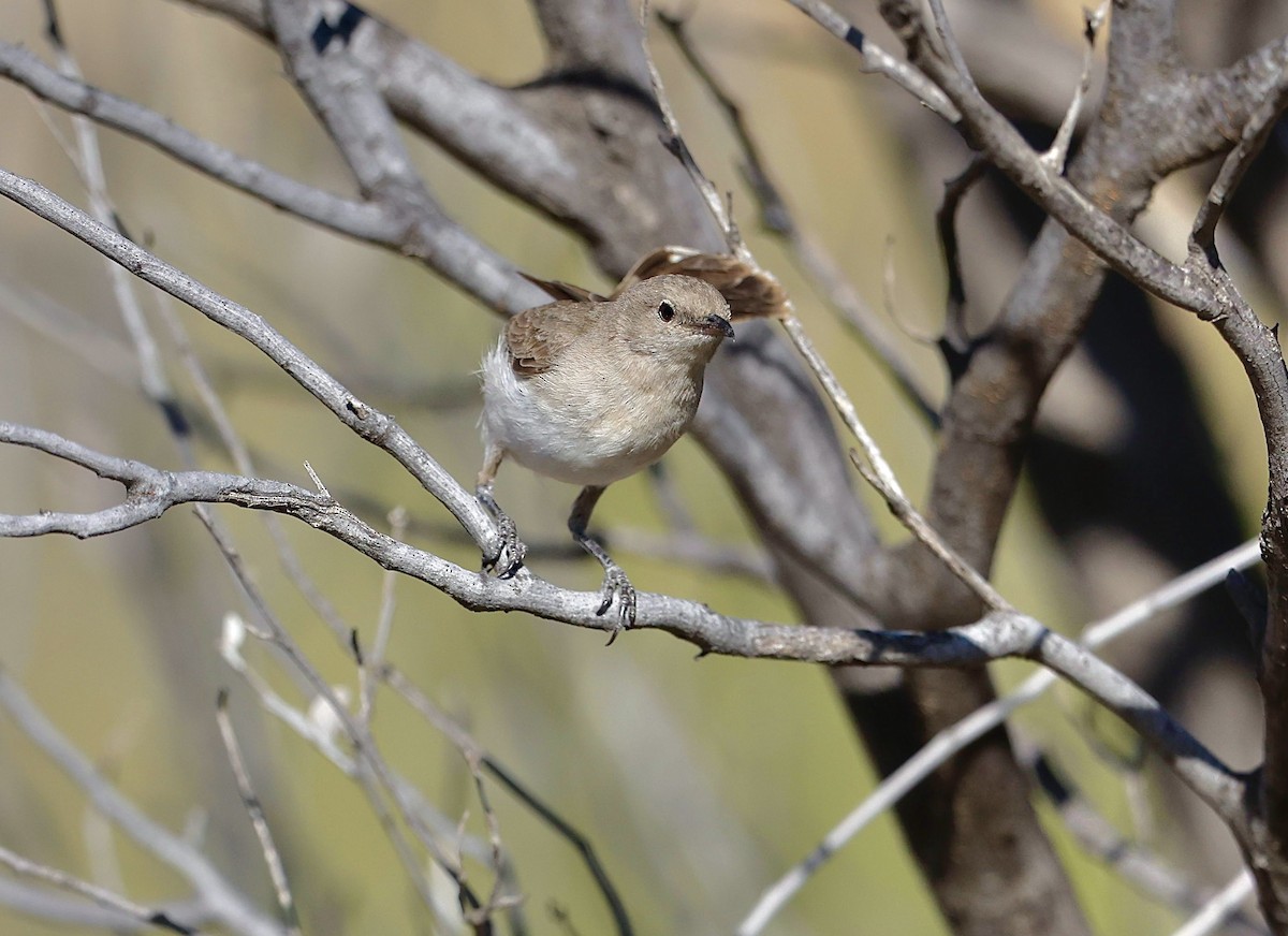 Gray Honeyeater - ML622766518