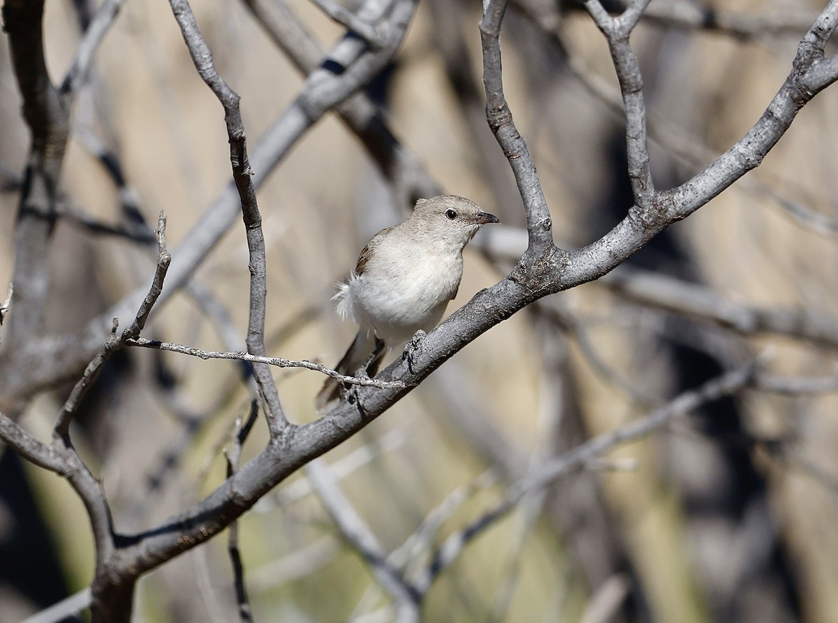 Gray Honeyeater - Marc Gardner