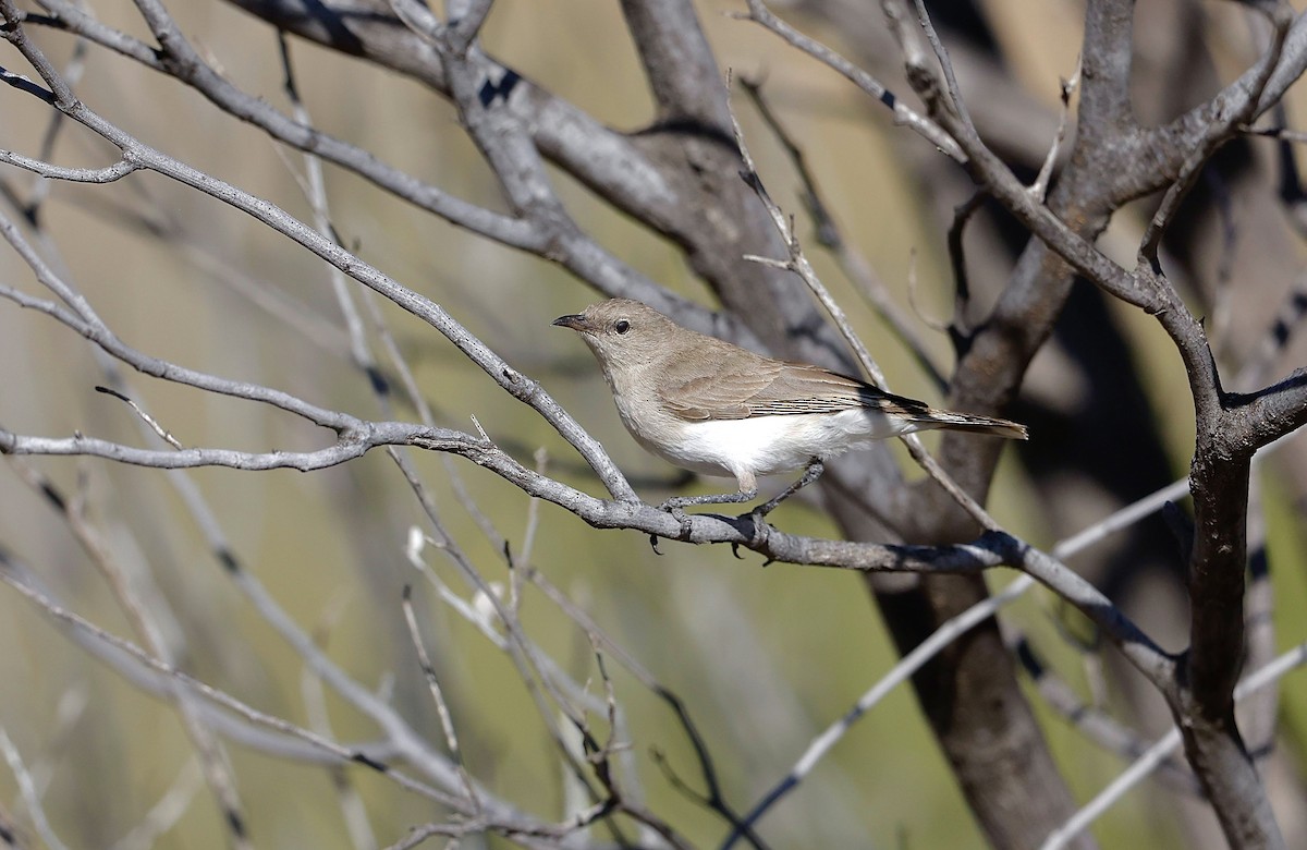 Gray Honeyeater - ML622766520