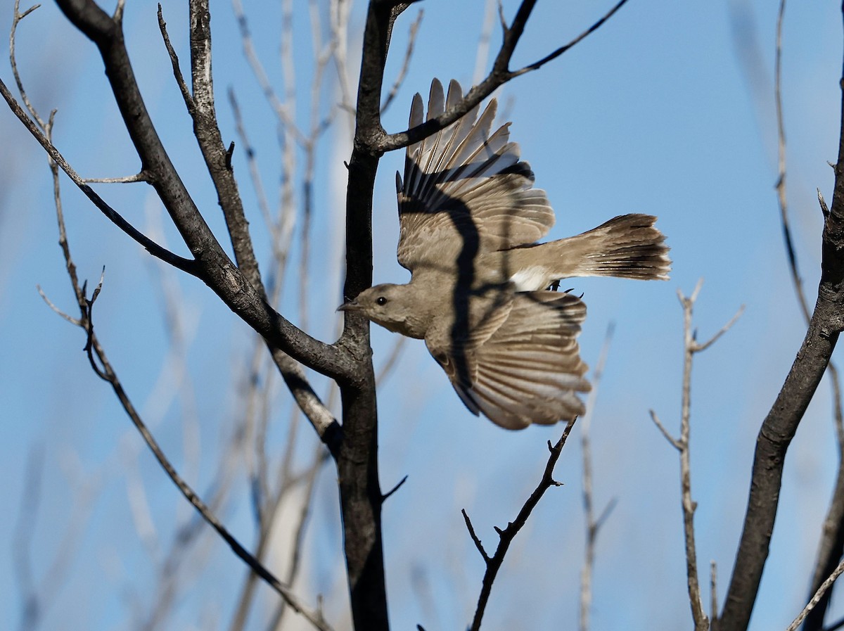 Gray Honeyeater - ML622766521