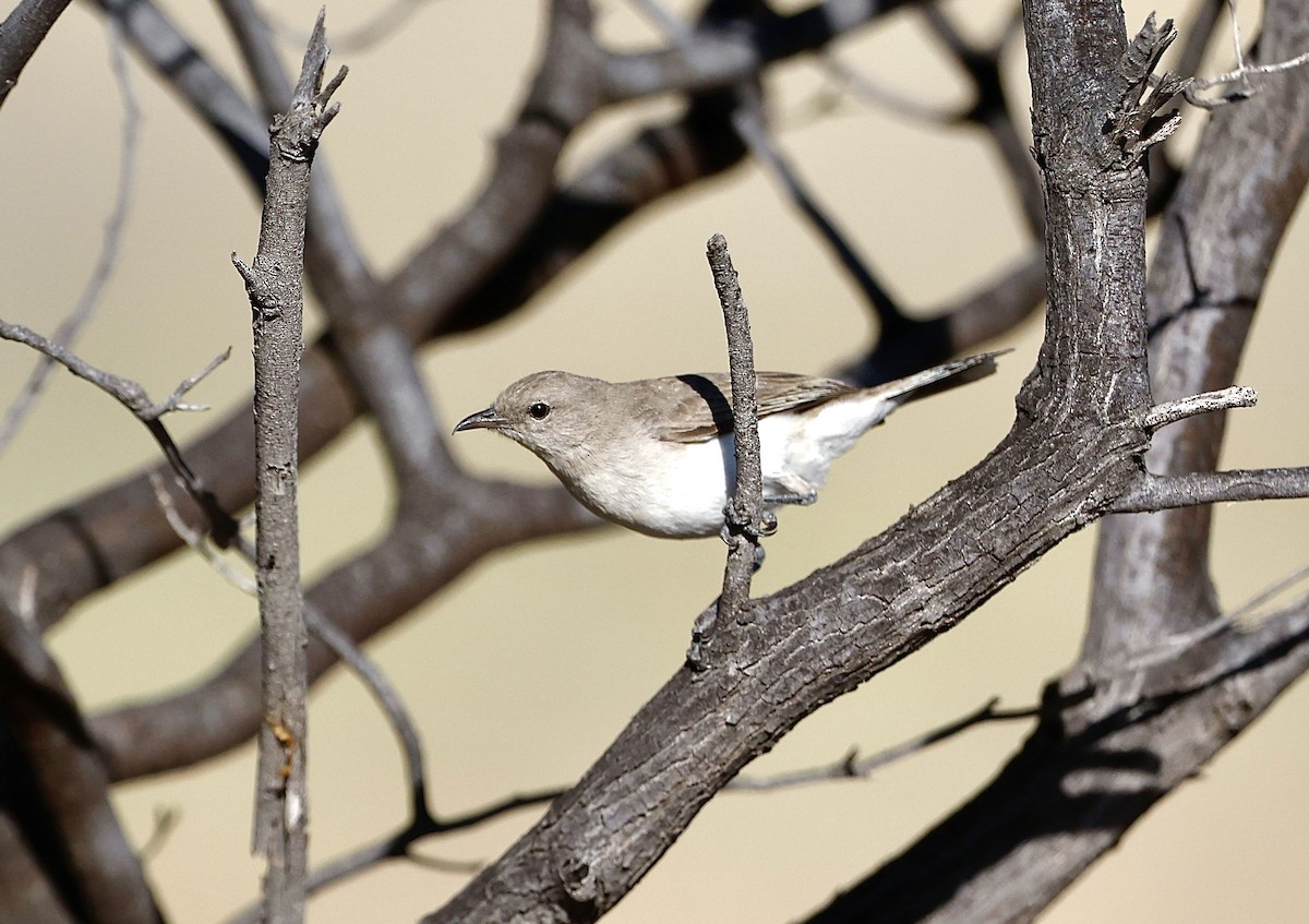 Gray Honeyeater - ML622766522