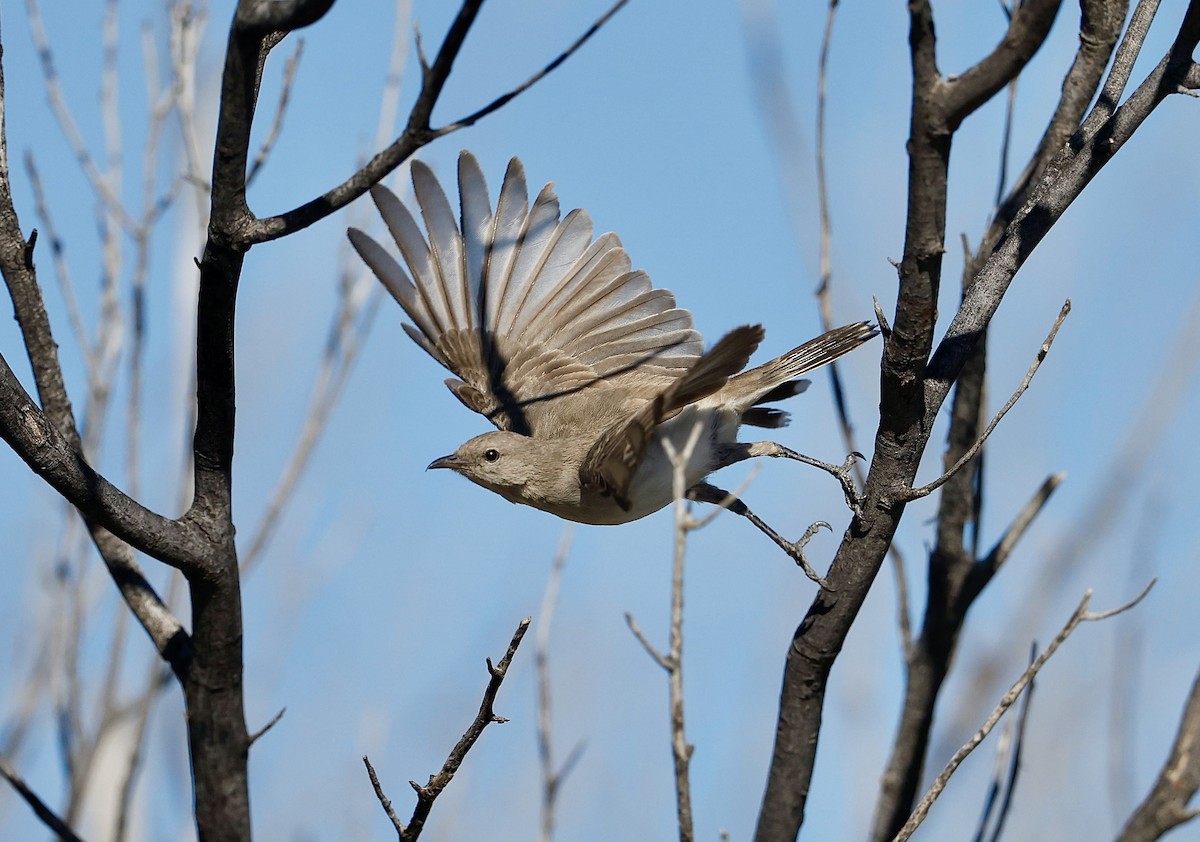 Gray Honeyeater - ML622766523