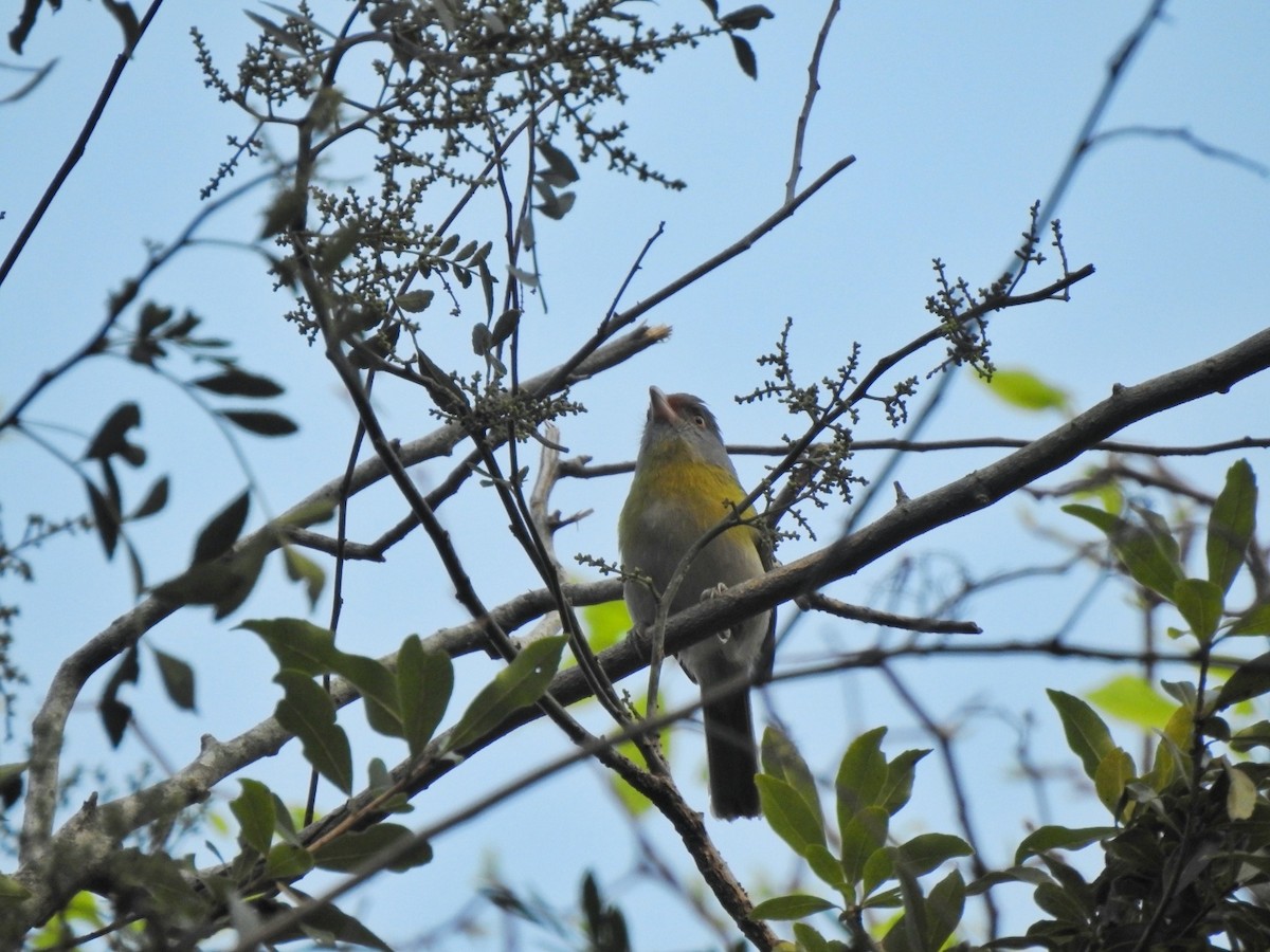 Rufous-browed Peppershrike - María Silvina Bruni