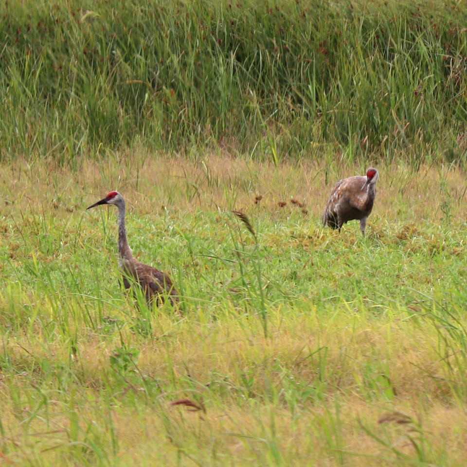 Sandhill Crane - Kathy Isaacs