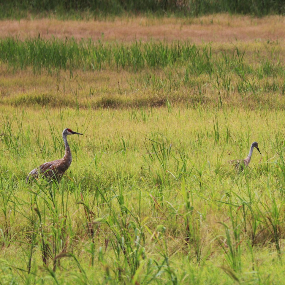 Sandhill Crane - Kathy Isaacs