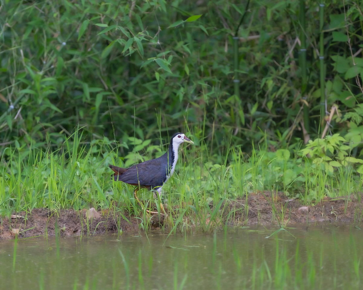 White-breasted Waterhen - ML622766628