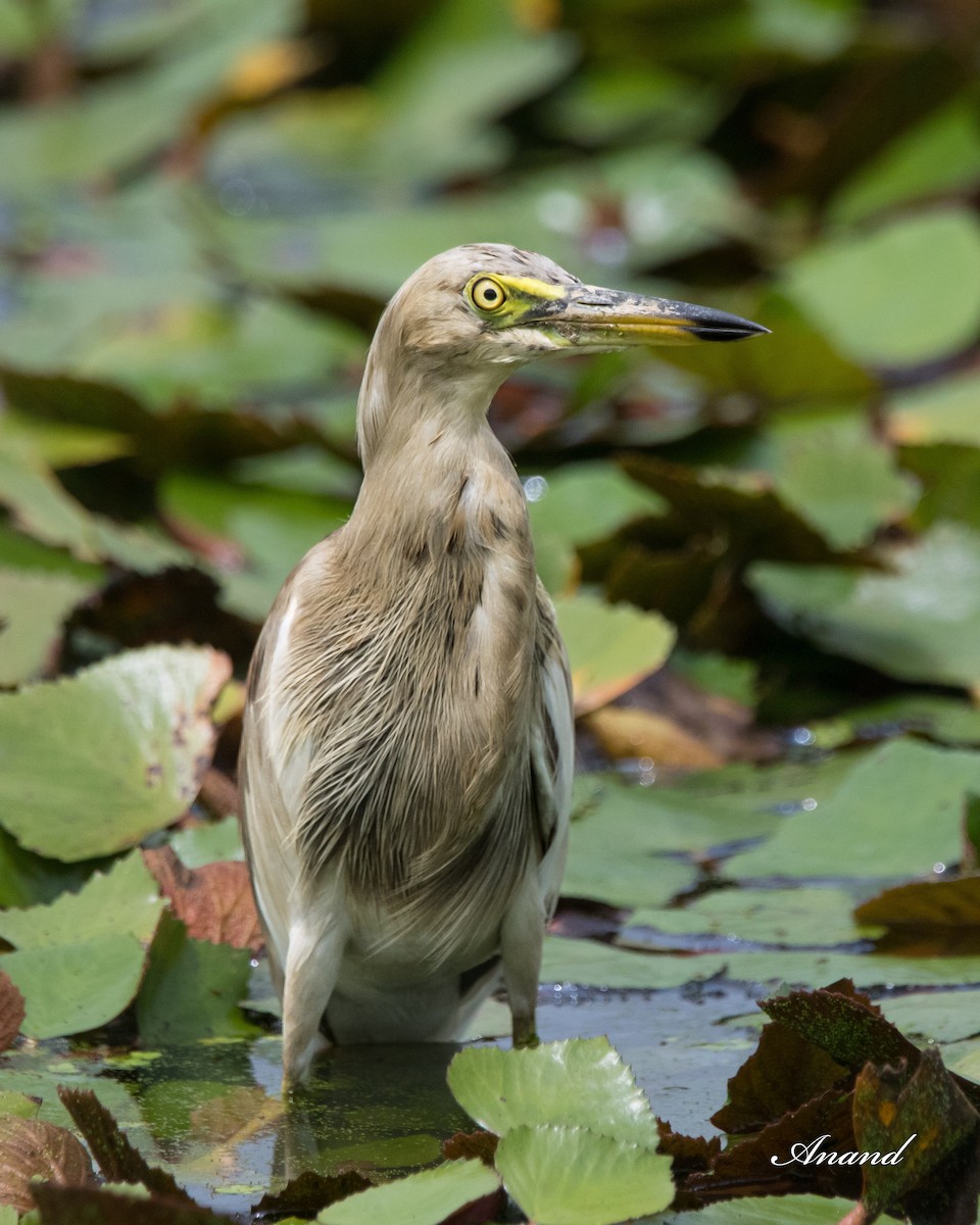 Indian Pond-Heron - ML622766665