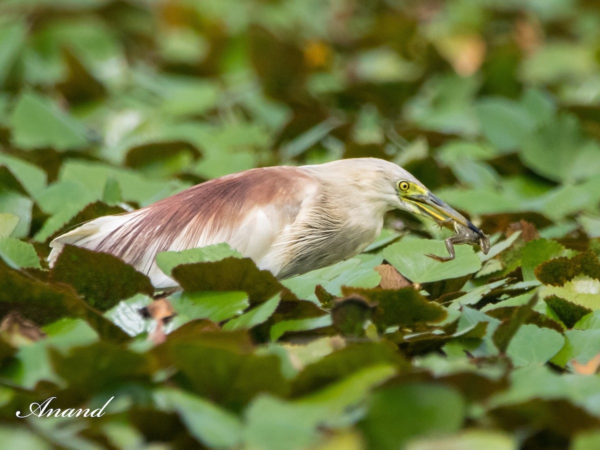 Indian Pond-Heron - ML622766666