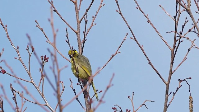 Yellow-tufted Honeyeater - ML622766737