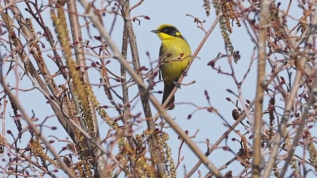 Yellow-tufted Honeyeater - ML622766738