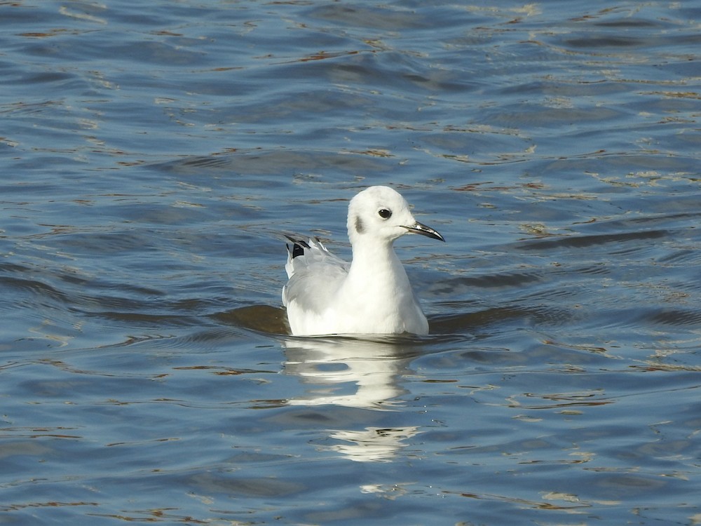 Bonaparte's Gull - ML622766744