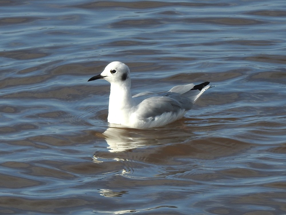 Bonaparte's Gull - ML622766745