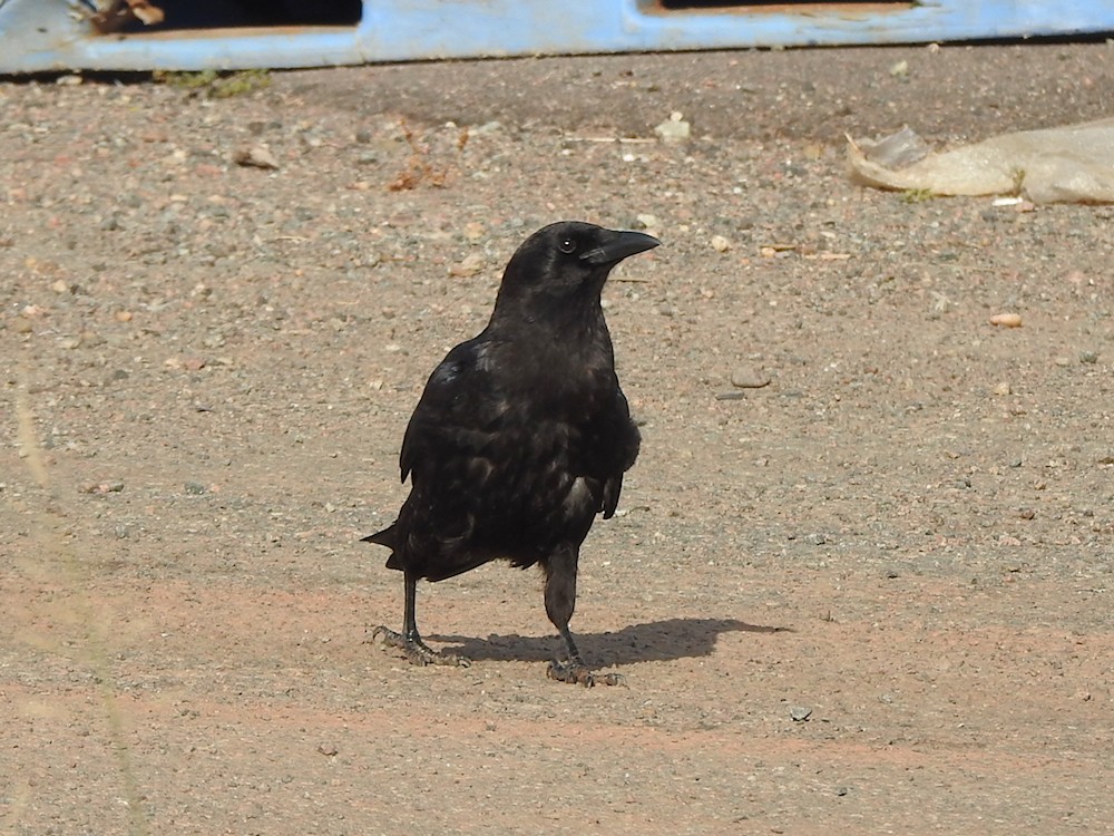 American Crow - Gillian Mastromatteo