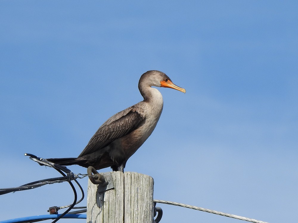 Cormoran à aigrettes - ML622766792