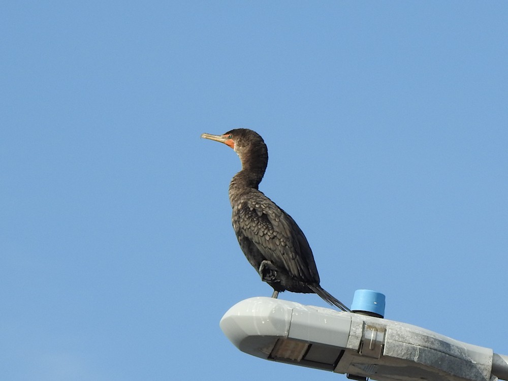 Cormoran à aigrettes - ML622766793