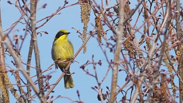 Yellow-tufted Honeyeater - ML622766796