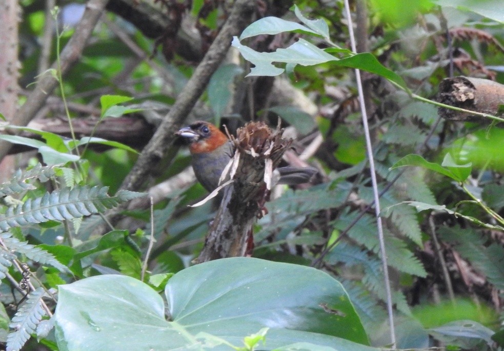 Chestnut-headed Tanager - María Silvina Bruni