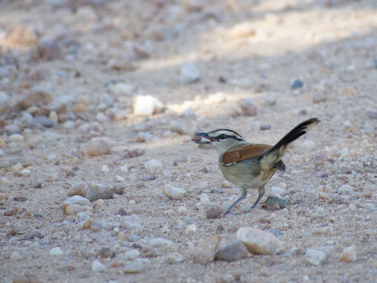 Brown-crowned Tchagra - ML622766825