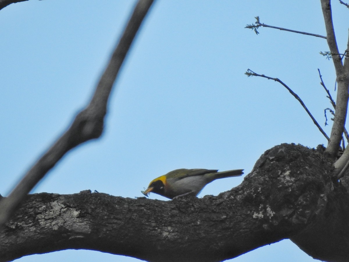 Guira Tanager - María Silvina Bruni