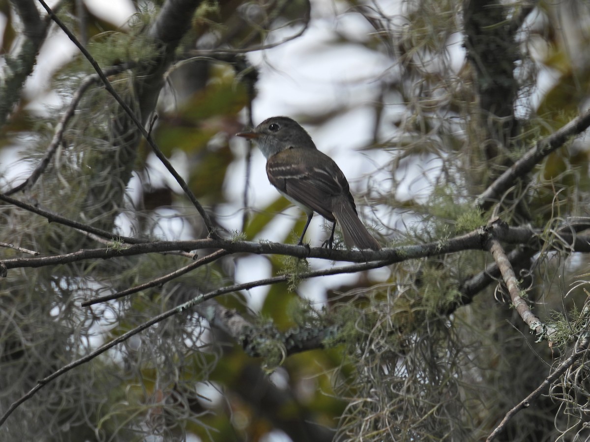 חטפית Empidonax בלתי-מזוהה - ML622767078