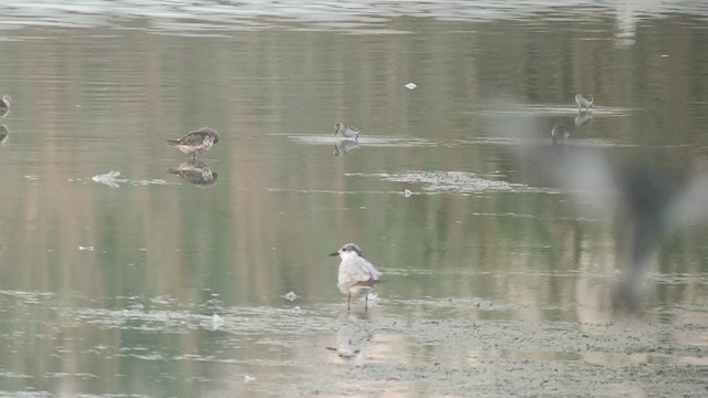 Curlew Sandpiper - ML622767214