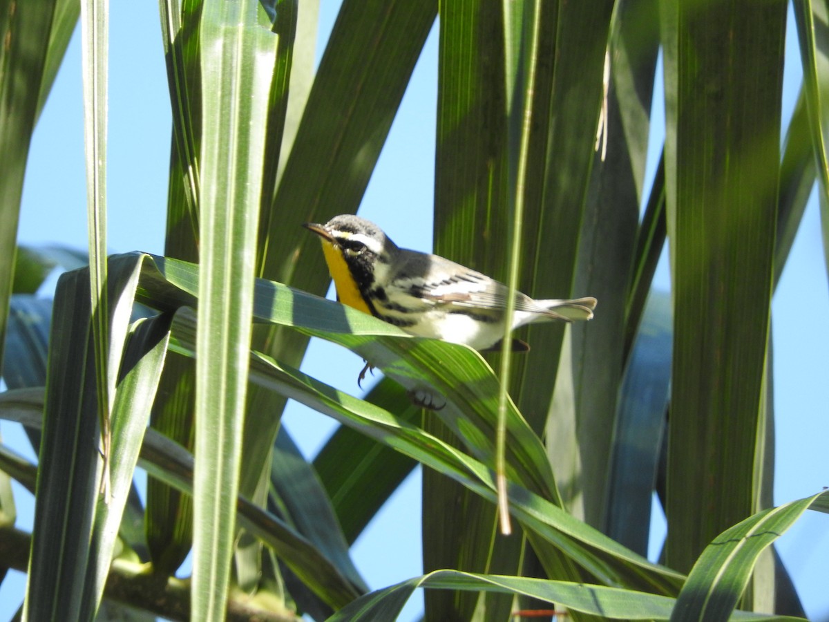 Yellow-throated Warbler - ML622767222