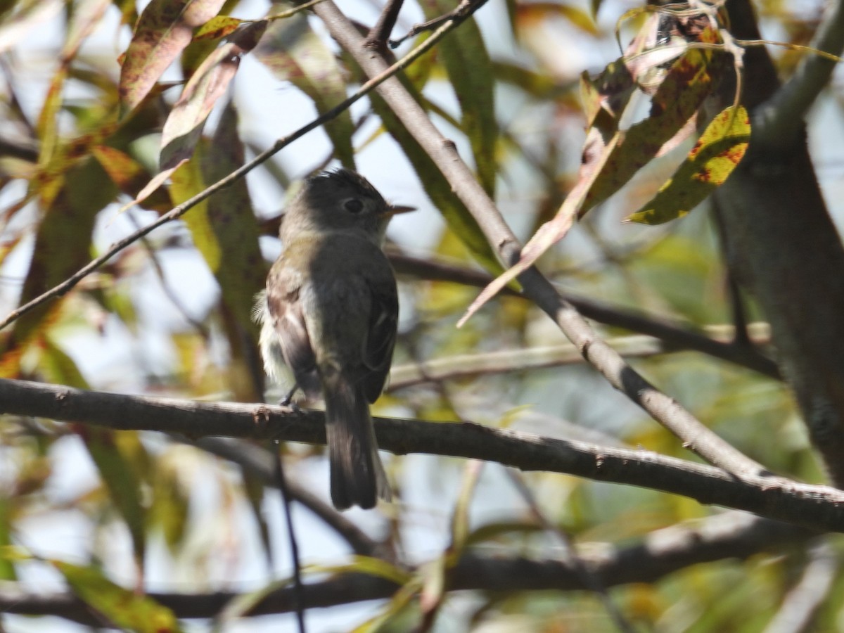 חטפית Empidonax בלתי-מזוהה - ML622767229